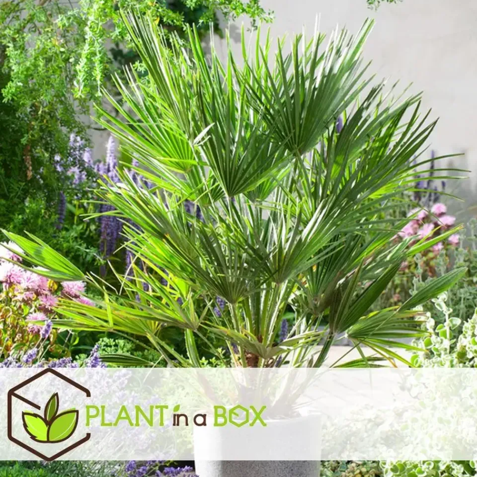 Plant in a Box Tuinpalm - Set van 6 - Phoenix Chamaerops Washingtonia - Hoogte 50-70cm - ⌀15cm New