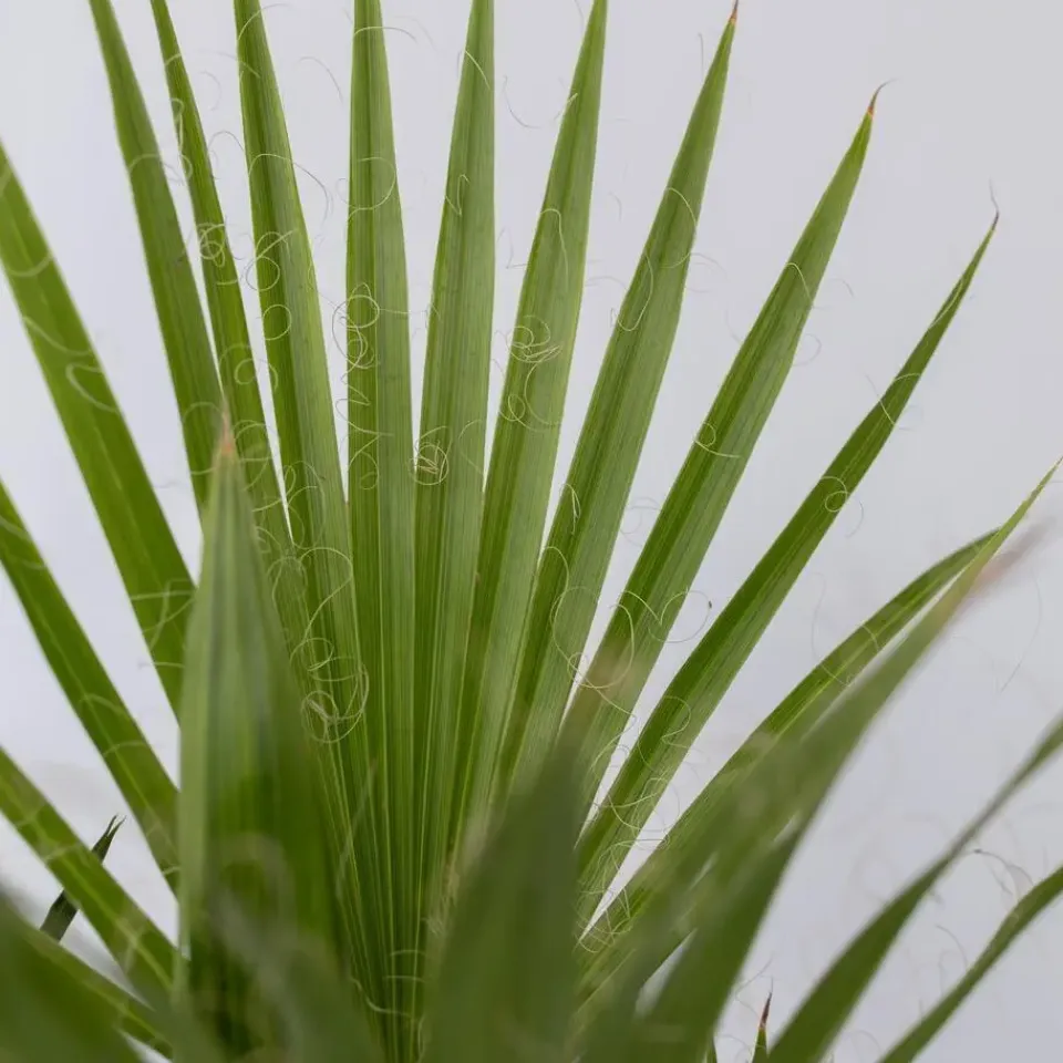 Plant in a Box Tuinpalm - Set van 6 - Phoenix Chamaerops Washingtonia - Hoogte 50-70cm - ⌀15cm New