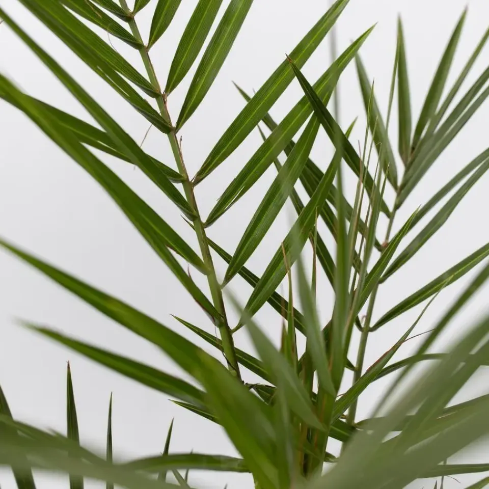 Plant in a Box Tuinpalm - Set van 6 - Phoenix Chamaerops Washingtonia - Hoogte 50-70cm - ⌀15cm New