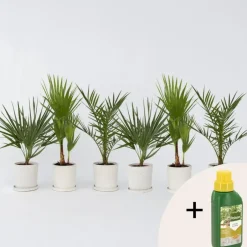 Plant in a Box Tuinpalmen met plantenvoeding - Set van 6 - Hoogte 50-70cm - ⌀15cm Outlet