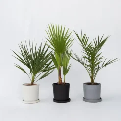 Plant in a Box Tuinpalmen met plantenvoeding - Set van 6 - Hoogte 50-70cm - ⌀15cm Outlet
