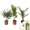 Plant in a Box Tuinpalmen met plantenvoeding - Set van 3 - Hoogte 50-70cm - ⌀15cm