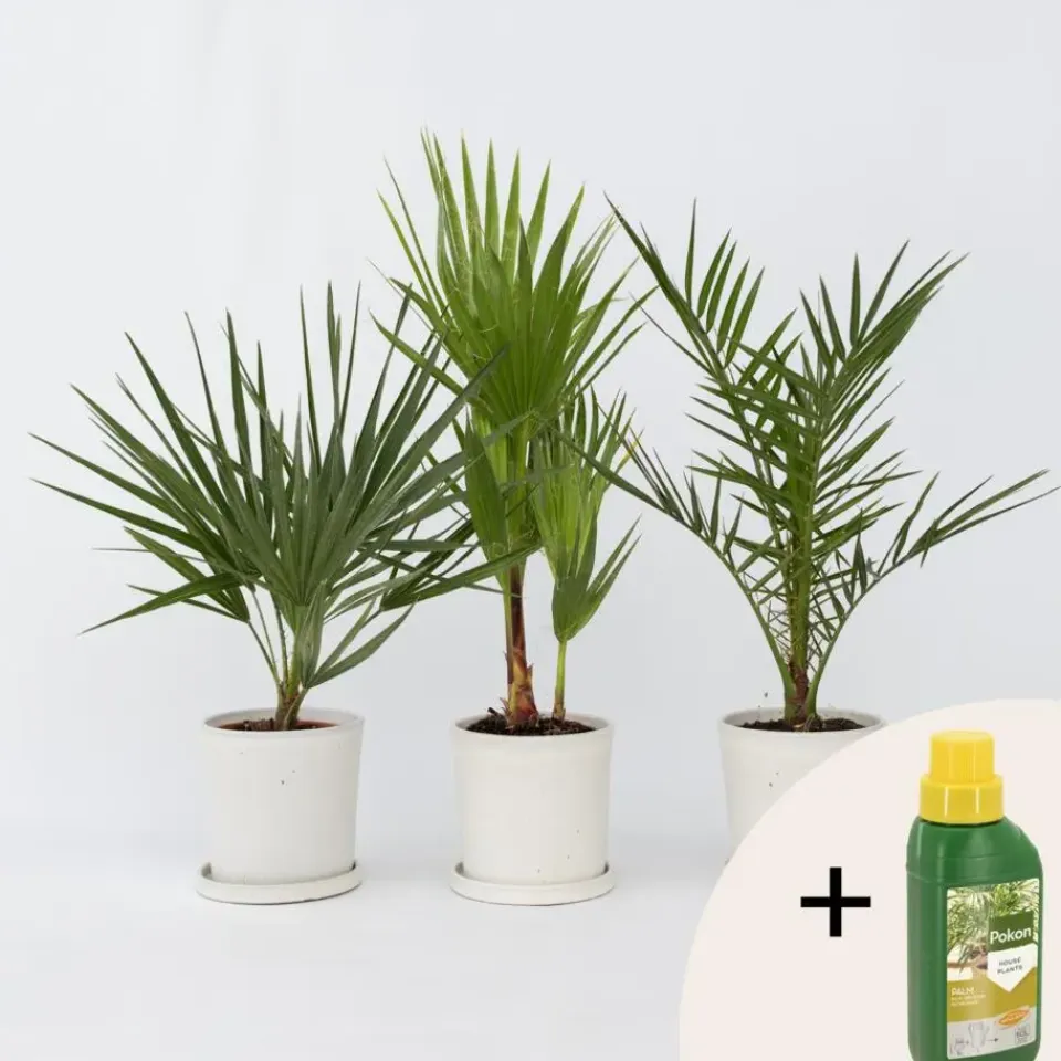 Plant in a Box Tuinpalmen met plantenvoeding - Set van 3 - Hoogte 50-70cm - ⌀15cm