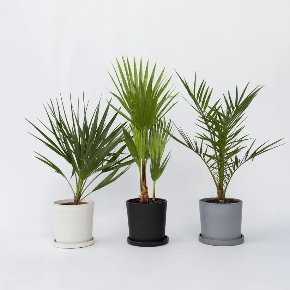 Plant in a Box Tuinpalmen met plantenvoeding - Set van 3 - Hoogte 50-70cm - ⌀15cm