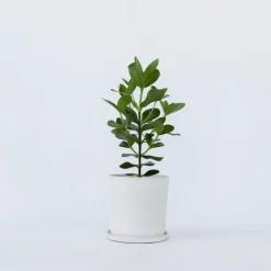 Plant in a Box Varkensboom - Clusia rosea 'Princess' - Hoogte 50-60cm - ⌀17cm Discount