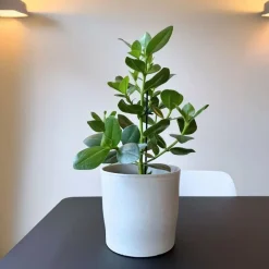 Plant in a Box Varkensboom - Clusia rosea 'Princess' - Hoogte 50-60cm - ⌀17cm Discount