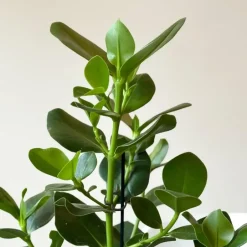 Plant in a Box Varkensboom - Clusia rosea 'Princess' - Hoogte 50-60cm - ⌀17cm Discount