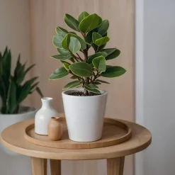 Plant in a Box Varkensboom - Clusia rosea 'Princess' - Hoogte 50-60cm - ⌀17cm Discount