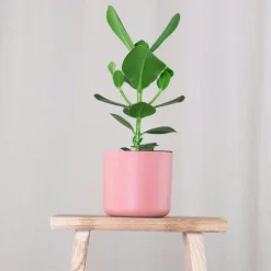 Plant in a Box Varkensboom - Clusia rosea 'Princess' - Hoogte 50-60cm - ⌀17cm Discount