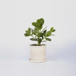 Plant in a Box Varkensboom - Clusia rosea 'Princess' - Hoogte 25-35cm - ⌀12cm Discount