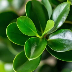 Plant in a Box Varkensboom - Clusia rosea 'Princess' - Hoogte 25-35cm - ⌀12cm Discount