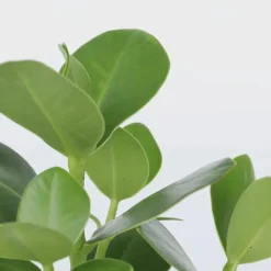 Plant in a Box Varkensboom - Clusia rosea 'Princess' - Hoogte 25-35cm - ⌀12cm Discount