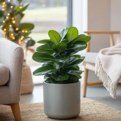 Plant in a Box Varkensboom - Clusia rosea 'Princess' - Hoogte 25-35cm - ⌀12cm Discount