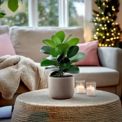 Plant in a Box Varkensboom - Clusia rosea 'Princess' - Hoogte 25-35cm - ⌀12cm Discount