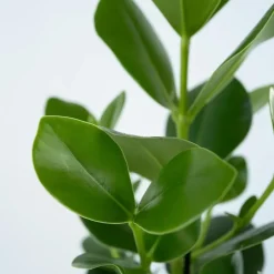 Plant in a Box Varkensboom - Clusia rosea 'Princess' - Hoogte 25-35cm - ⌀12cm Discount