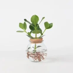 Plant in a Box Varkensboom - Clusia rosea 'Princess' - Hoogte 25-35cm - ⌀20cm