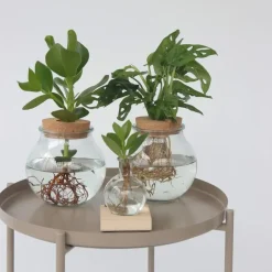 Plant in a Box Varkensboom - Clusia rosea 'Princess' - Hoogte 25-35cm - ⌀20cm