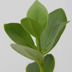 Plant in a Box Varkensboom - Clusia rosea 'Princess' - Hoogte 25-35cm - ⌀20cm