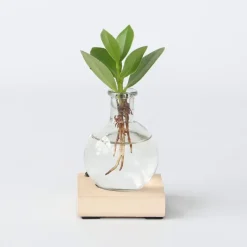 Plant in a Box Varkensboom in glas met verlichting - Clusia rosea - Hoogte 15-20cm - ⌀8cm Outlet