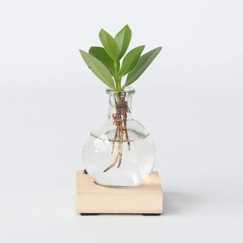 Plant in a Box Varkensboom in glas met verlichting - Clusia rosea - Hoogte 15-20cm - ⌀8cm Outlet
