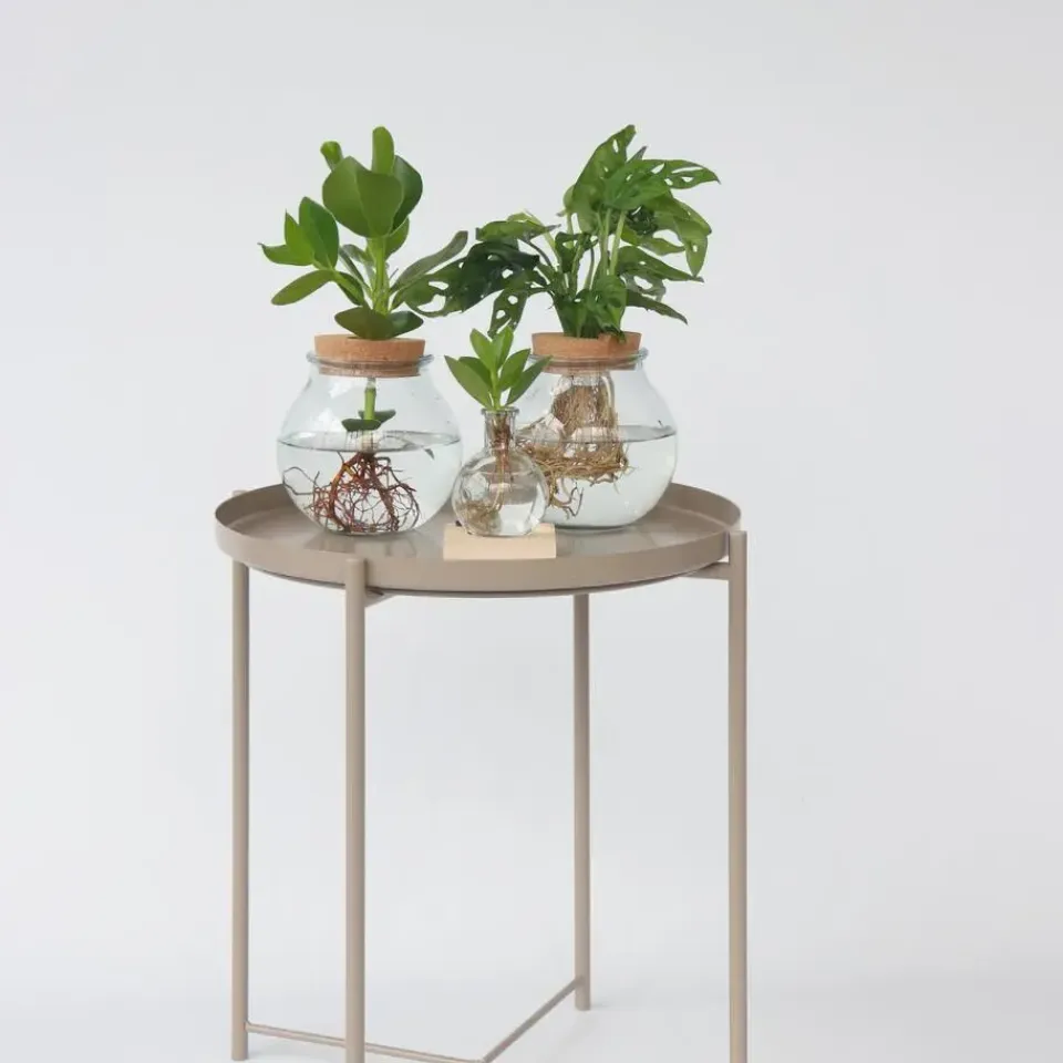 Plant in a Box Varkensboom in glas met verlichting - Clusia rosea - Hoogte 15-20cm - ⌀8cm Outlet