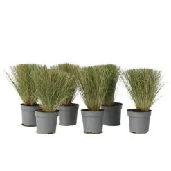Plant in a Box Vedergras - Set van 6 - Stipa tenuifolia 'Pony Tails' - Hoogte 20-30cm - ⌀9cm Best