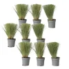 Plant in a Box Vedergras - Set van 9 - Stipa tenuifolia 'Pony Tails' - Hoogte 20-30cm - ⌀9cm Discount