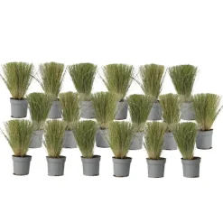Plant in a Box Vedergras - Set van 18 - Stipa tenuifolia 'Pony Tails' - Hoogte 20-30cm - ⌀9cm