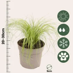 Plant in a Box Vedergras - Set van 18 - Stipa tenuifolia 'Pony Tails' - Hoogte 20-30cm - ⌀9cm