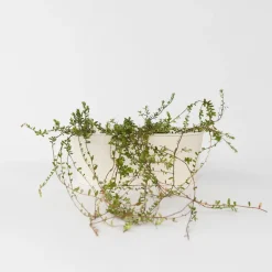 Plant in a Box Veenbes - Set van 3 - Vaccinium macrocarpon 'Cranberry' - Hoogte 10-20cm - ⌀9cm Outlet