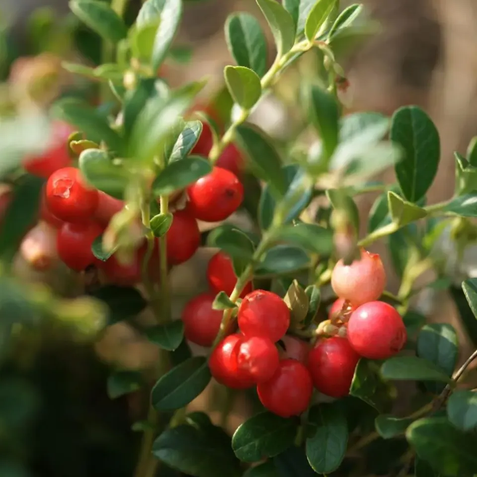 Plant in a Box Veenbes - Set van 3 - Vaccinium macrocarpon 'Cranberry' - Hoogte 10-20cm - ⌀9cm Outlet