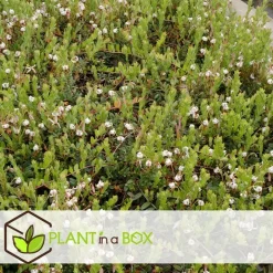 Plant in a Box Veenbes - Set van 3 - Vaccinium macrocarpon 'Cranberry' - Hoogte 10-20cm - ⌀9cm Outlet