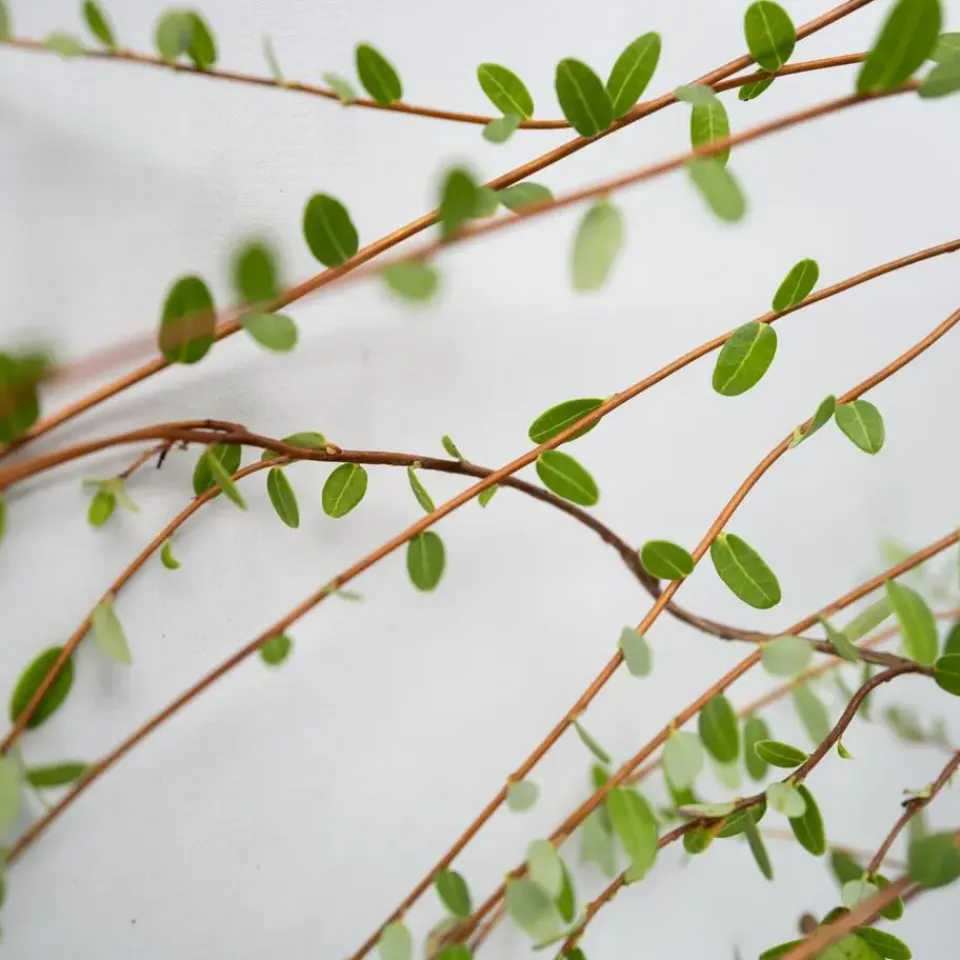 Plant in a Box Veenbes - Set van 3 - Vaccinium macrocarpon 'Cranberry' - Hoogte 10-20cm - ⌀9cm Outlet