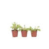 Plant in a Box Venus vliegenvanger - Set van 3 - Dionaea muscipula - Hoogte 5-15cm - ⌀5,5cm New