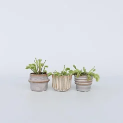 Plant in a Box Venus vliegenvanger - Set van 3 - Dionaea muscipula - Hoogte 5-15cm - ⌀5,5cm New