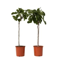 Plant in a Box Vijgenboom - Set van 2 - Ficus Carica - Hoogte 70-90cm - ⌀21cm
