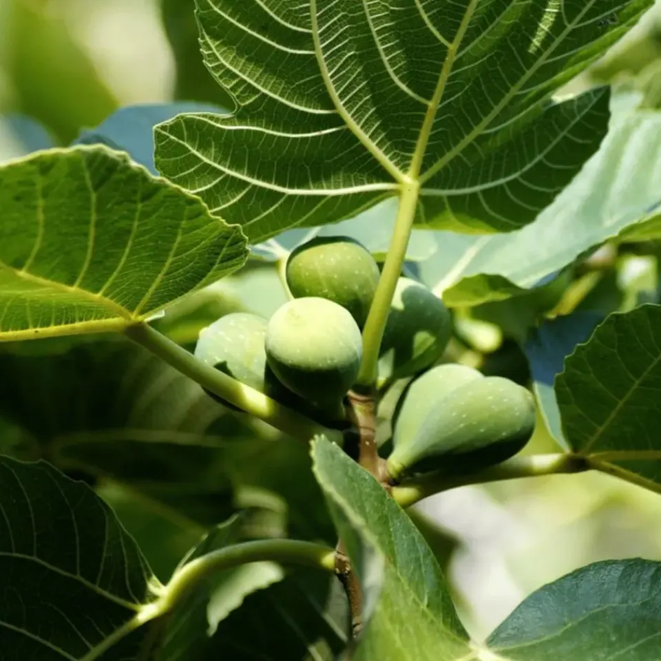 Plant in a Box Vijgenboom - Set van 2 - Ficus Carica - Hoogte 70-90cm - ⌀21cm