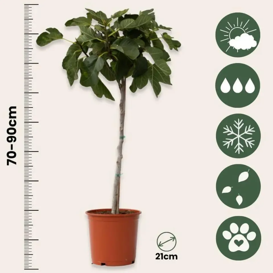 Plant in a Box Vijgenboom - Set van 2 - Ficus Carica - Hoogte 70-90cm - ⌀21cm