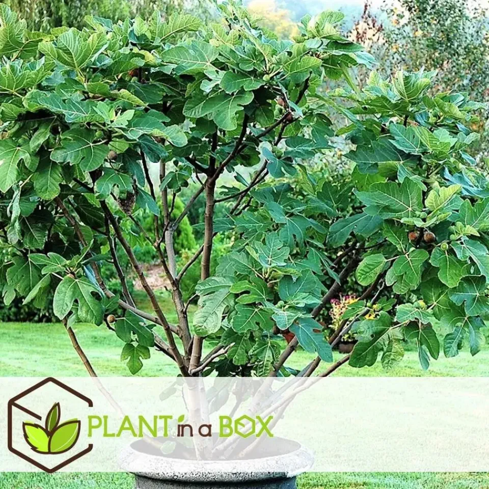 Plant in a Box Vijgenboom - Set van 2 - Ficus Carica - Hoogte 70-90cm - ⌀21cm