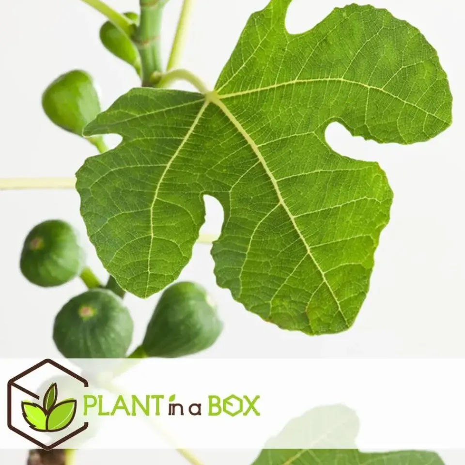 Plant in a Box Vijgenboom - Set van 2 - Ficus Carica - Hoogte 70-90cm - ⌀21cm