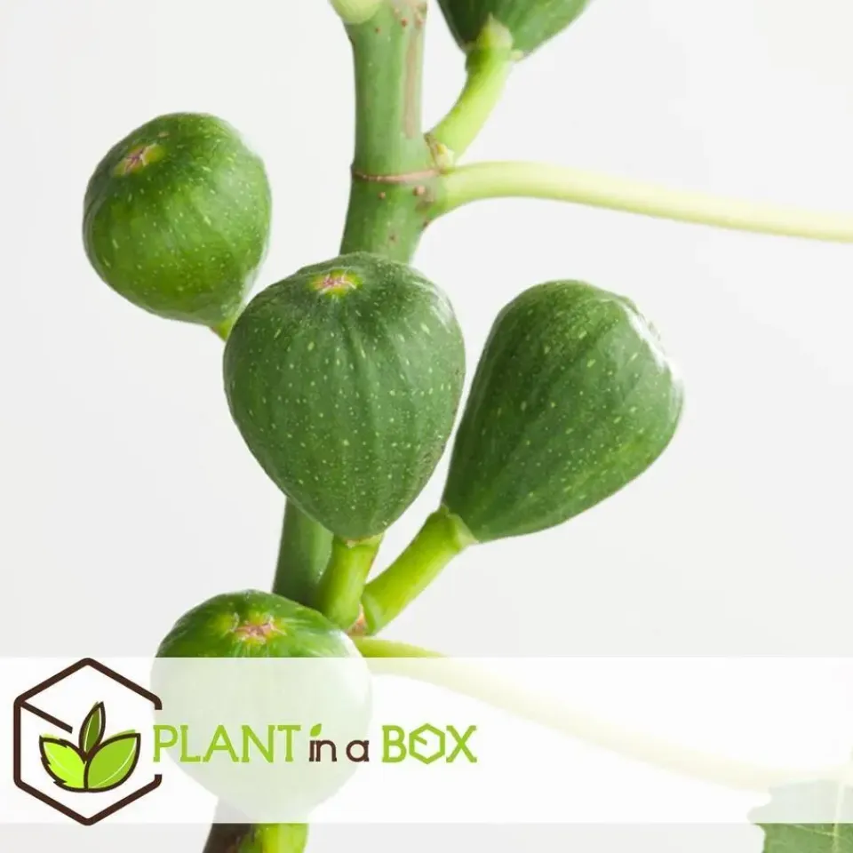 Plant in a Box Vijgenboom - Set van 2 - Ficus Carica - Hoogte 70-90cm - ⌀21cm