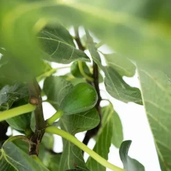 Plant in a Box Vijgenboom - Set van 2 - Ficus Carica - Hoogte 70-90cm - ⌀21cm