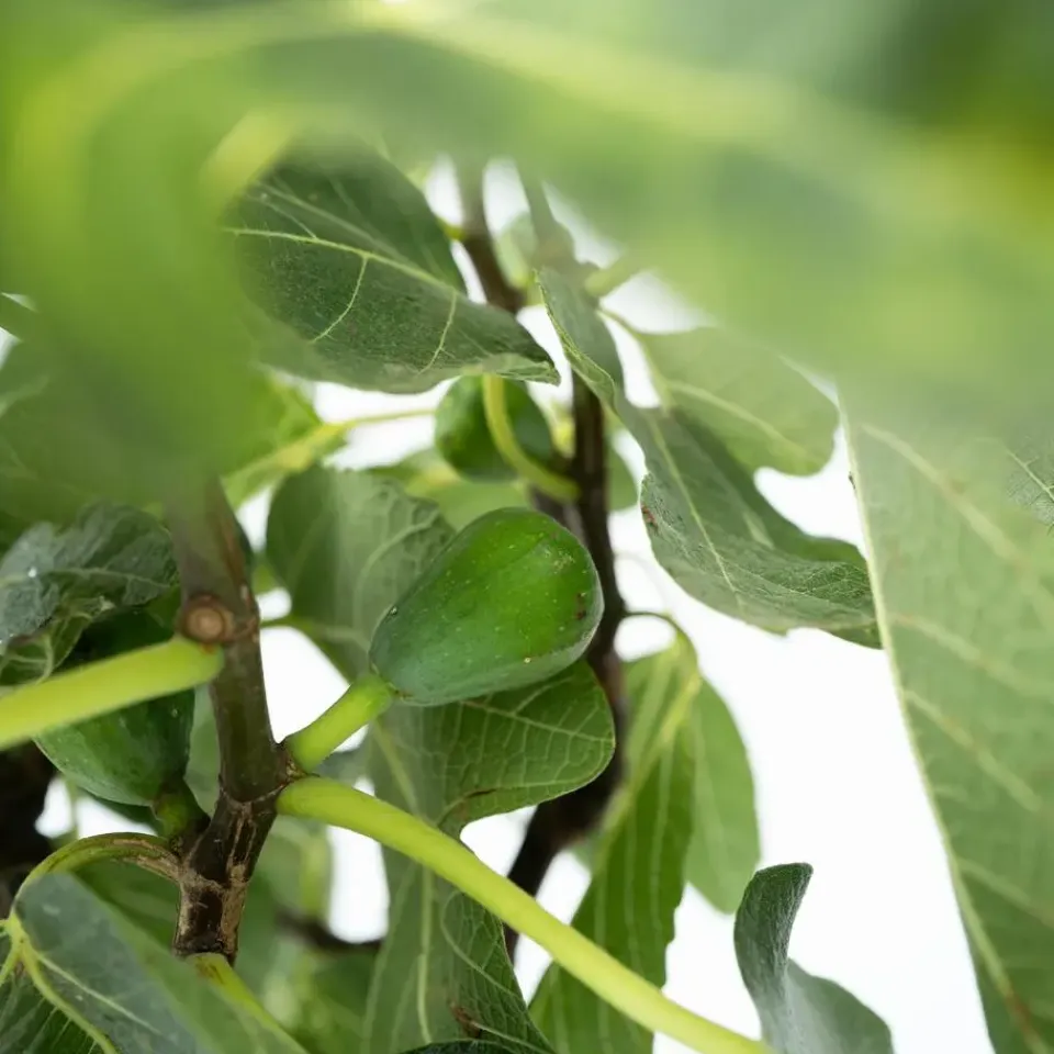 Plant in a Box Vijgenboom - Set van 2 - Ficus Carica - Hoogte 70-90cm - ⌀21cm