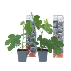 Plant in a Box Vijgenboom - Set van 2 - Ficus carica 'Brown Turkey' - Hoogte 25-40cm - ⌀9cm Online