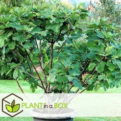 Plant in a Box Vijgenboom - Set van 2 - Ficus carica 'Brown Turkey' - Hoogte 25-40cm - ⌀9cm Online