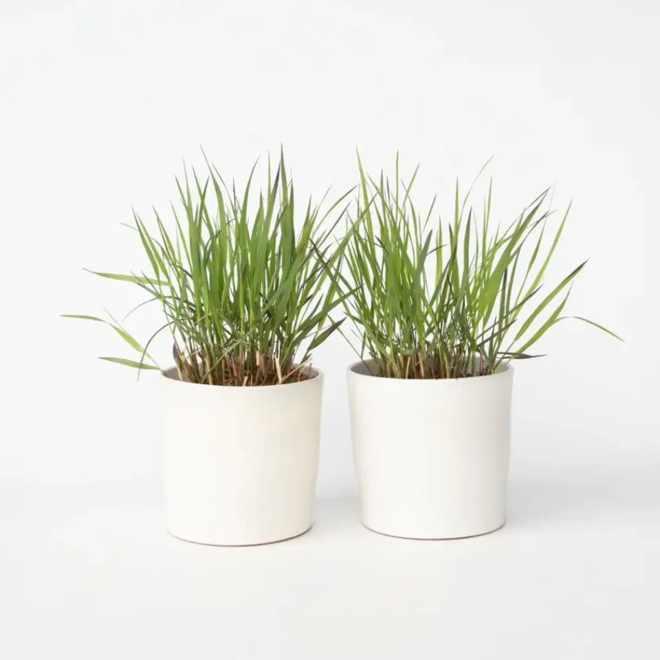Plant in a Box Vingergras - 2 stuks - Panicum Virgatum 'Squaw' - Hoogte 40-60cm - ⌀23cm Clearance