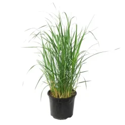 Plant in a Box Vingergras - Panicum virgatum 'Heavy Metal' - Hoogte 40-60cm - ⌀23cm Discount