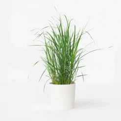 Plant in a Box Vingergras - Panicum virgatum 'Heavy Metal' - Hoogte 40-60cm - ⌀23cm Discount