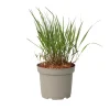 Plant in a Box Vingergras - Panicum Virgatum 'Squaw' - Hoogte 40-60cm - ⌀23cm Clearance
