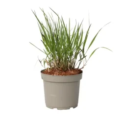 Plant in a Box Vingergras - Panicum Virgatum 'Squaw' - Hoogte 40-60cm - ⌀23cm Clearance